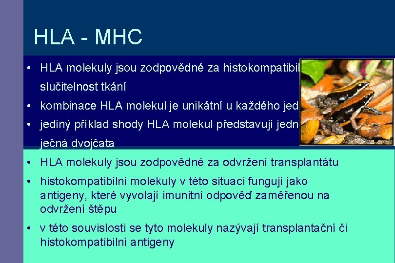 HLA - MHC • HLA molekuly jsou zodpovědné za histokompatibilitu slučitelnost tkání • kombinace