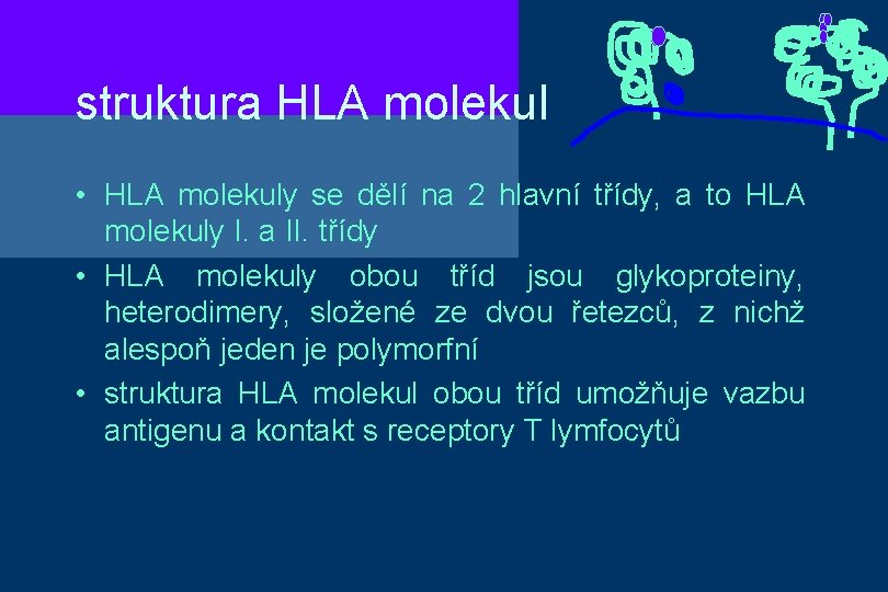 struktura HLA molekul • HLA molekuly se dělí na 2 hlavní třídy, a to