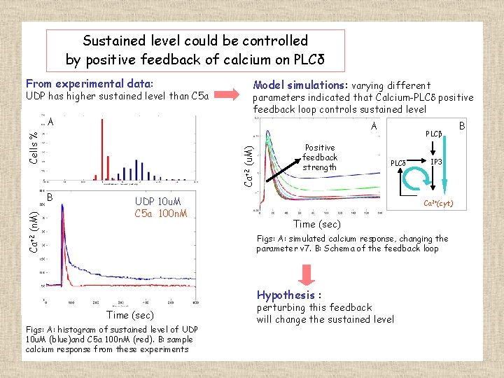 Sustained level could be controlled by positive feedback of calcium on PLCδ From experimental