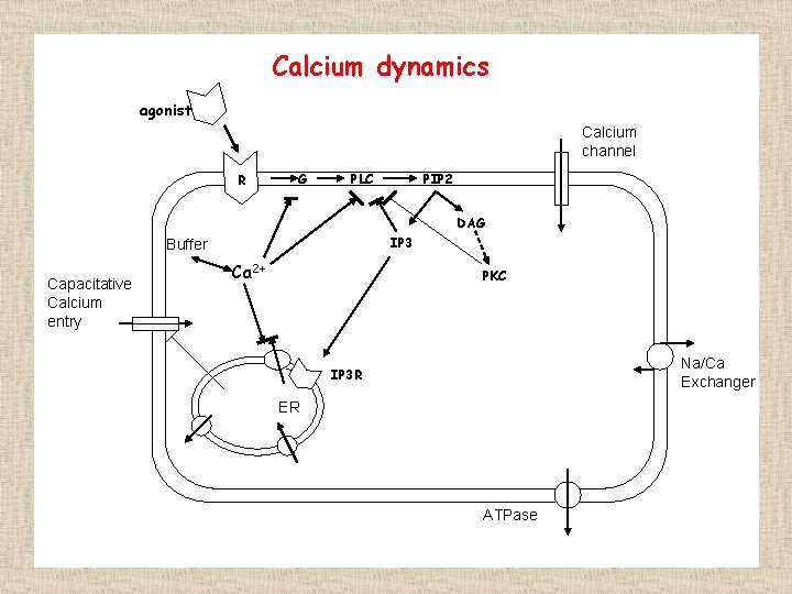 Calcium dynamics agonist Calcium channel R G PLC PIP 2 DAG IP 3 Buffer