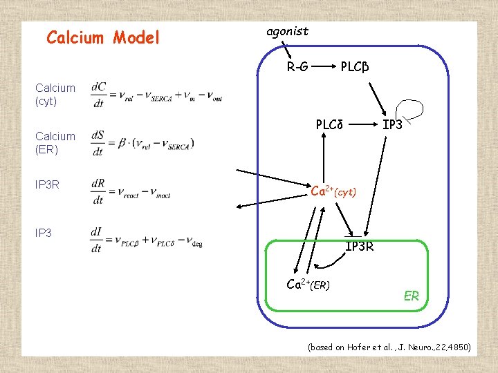 Calcium Model agonist R-G PLCβ Calcium (cyt) Calcium (ER) IP 3 R IP 3