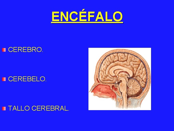 ENCÉFALO CEREBRO. CEREBELO. TALLO CEREBRAL. 