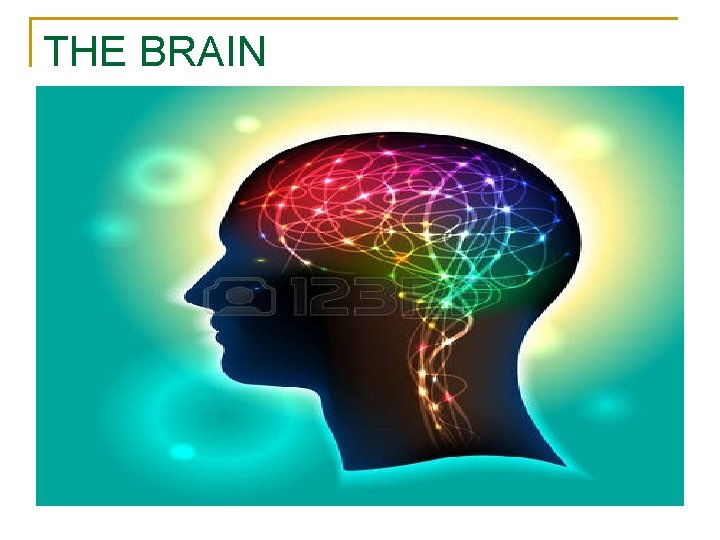 THE BRAIN 