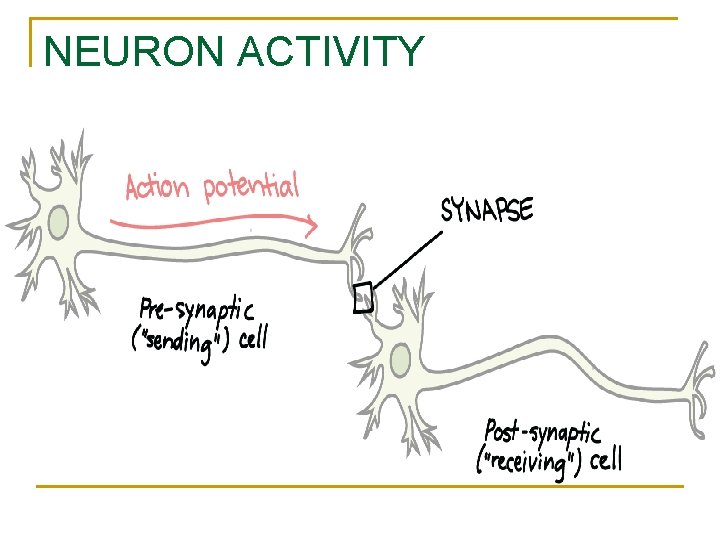 NEURON ACTIVITY 