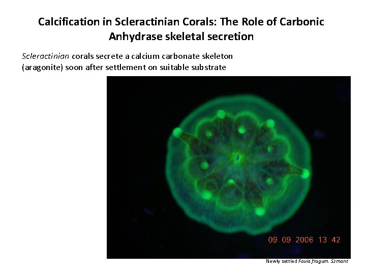 Calcification in Scleractinian Corals: The Role of Carbonic Anhydrase skeletal secretion Scleractinian corals secrete