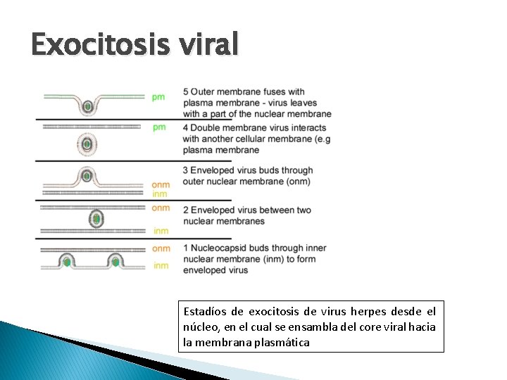 Exocitosis viral Estadíos de exocitosis de virus herpes desde el núcleo, en el cual