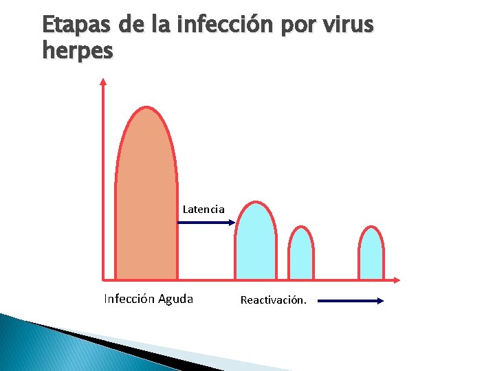 Etapas de la infección por virus herpes Latencia Infección Aguda Reactivación. 