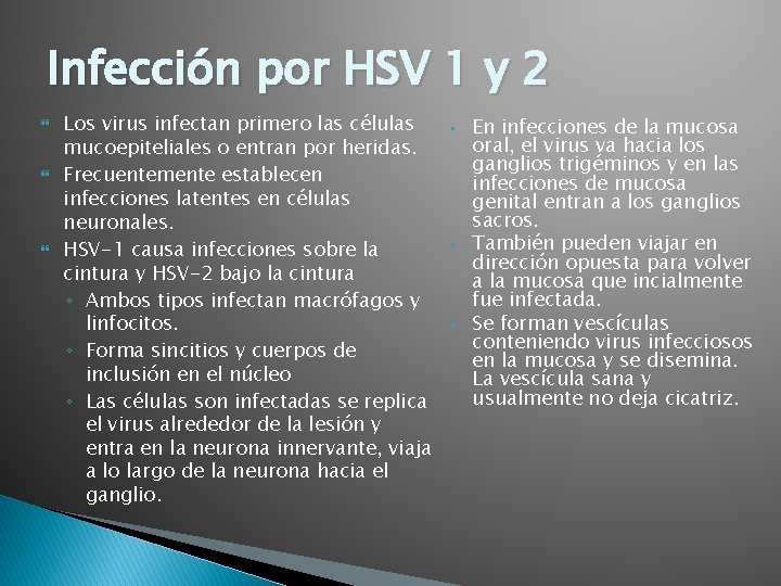 Infección por HSV 1 y 2 Los virus infectan primero las células mucoepiteliales o