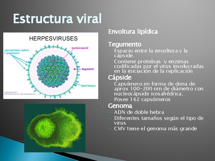 Estructura viral • Envoltura lipídica • Tegumento • Cápside • Genoma – Espacio entre