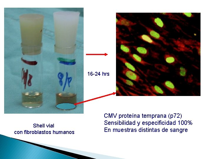 16 -24 hrs Shell vial con fibroblastos humanos CMV proteína temprana (p 72) Sensibilidad