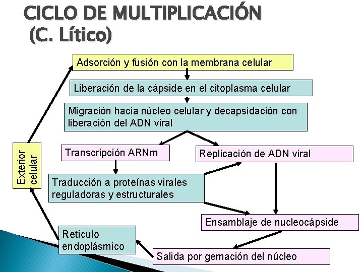 CICLO DE MULTIPLICACIÓN (C. Lítico) Adsorción y fusión con la membrana celular Liberación de