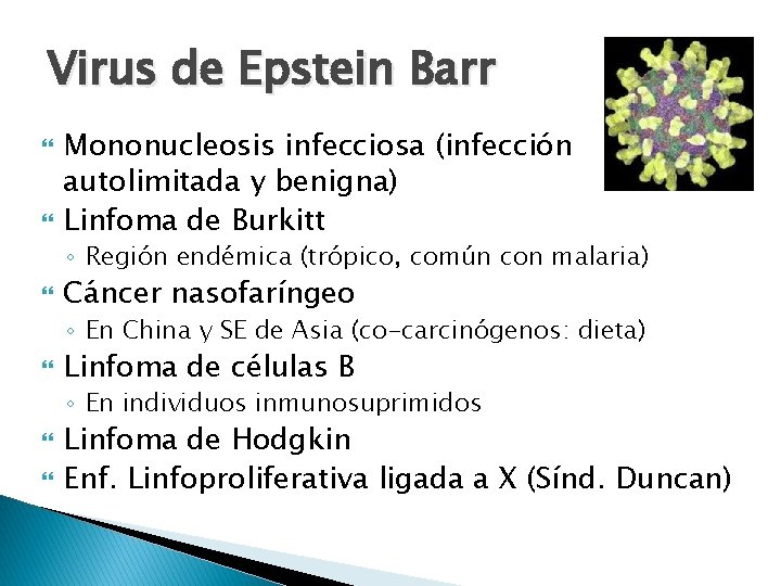 Virus de Epstein Barr Mononucleosis infecciosa (infección autolimitada y benigna) Linfoma de Burkitt ◦