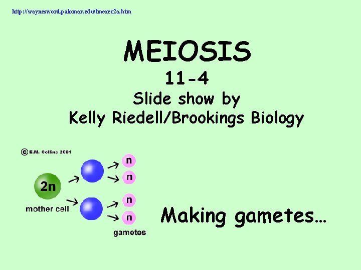 http: //waynesword. palomar. edu/lmexer 2 a. htm MEIOSIS 11 -4 Slide show by Kelly