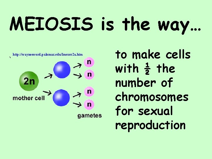 MEIOSIS is the way… http: //waynesword. palomar. edu/lmexer 2 a. htm to make cells