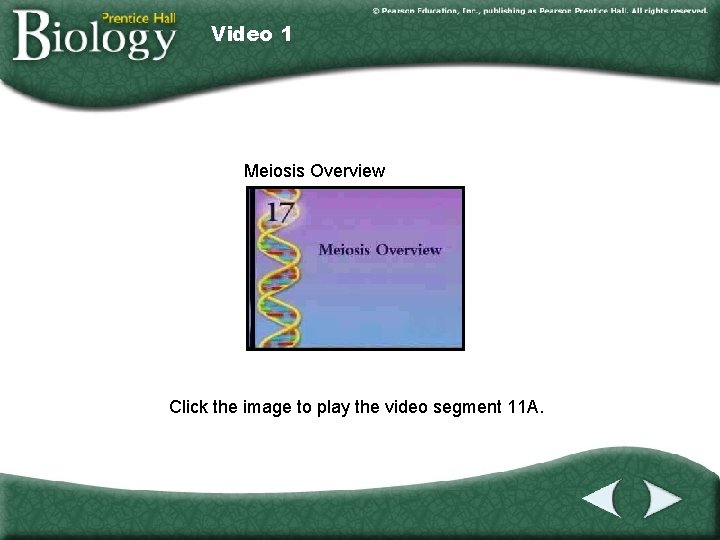 Video 1 Meiosis Overview Click the image to play the video segment 11 A.