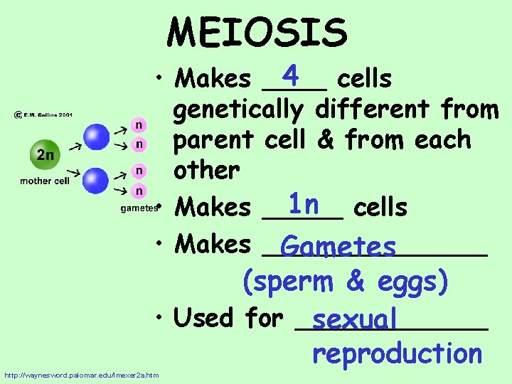 MEIOSIS 4 cells • Makes ____ genetically different from parent cell & from each