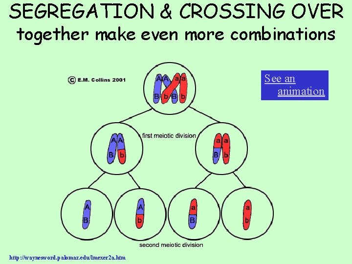 SEGREGATION & CROSSING OVER together make even more combinations See an animation http: //waynesword.