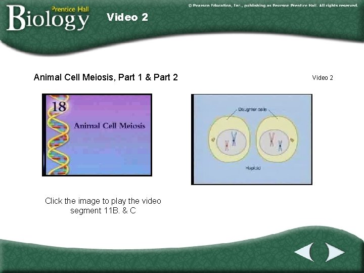 Video 2 Animal Cell Meiosis, Part 1 & Part 2 Click the image to