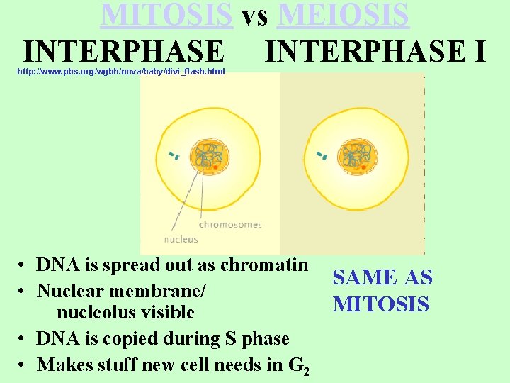 MITOSIS vs MEIOSIS INTERPHASE I http: //www. pbs. org/wgbh/nova/baby/divi_flash. html • DNA is spread