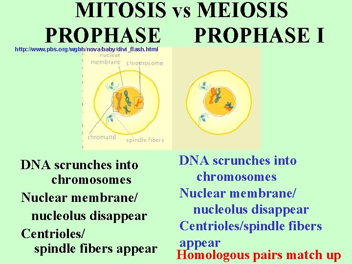 MITOSIS vs MEIOSIS PROPHASE I http: //www. pbs. org/wgbh/nova/baby/divi_flash. html DNA scrunches into chromosomes