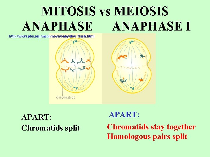 MITOSIS vs MEIOSIS ANAPHASE I http: //www. pbs. org/wgbh/nova/baby/divi_flash. html APART: Chromatids split APART: