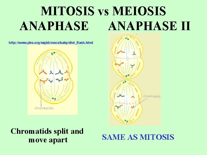 MITOSIS vs MEIOSIS ANAPHASE II http: //www. pbs. org/wgbh/nova/baby/divi_flash. html Chromatids split and move