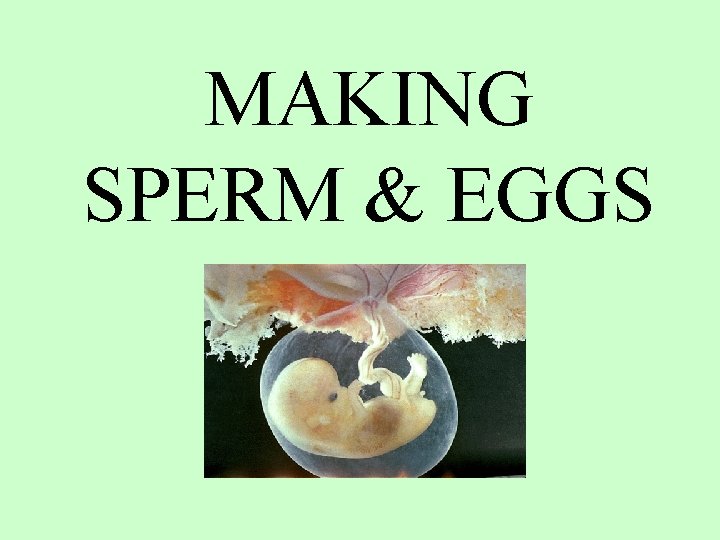 MAKING SPERM & EGGS 