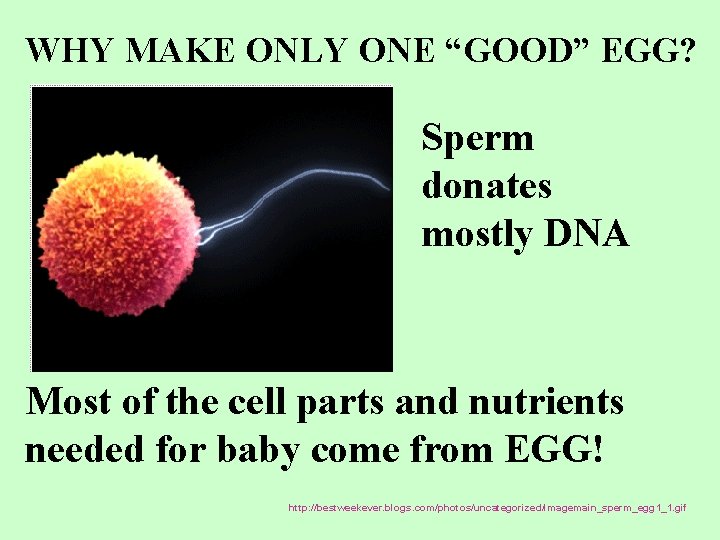 WHY MAKE ONLY ONE “GOOD” EGG? Sperm donates mostly DNA Most of the cell