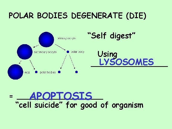 POLAR BODIES DEGENERATE (DIE) “Self digest” Using LYSOSOMES ________ = _________ APOPTOSIS “cell suicide”