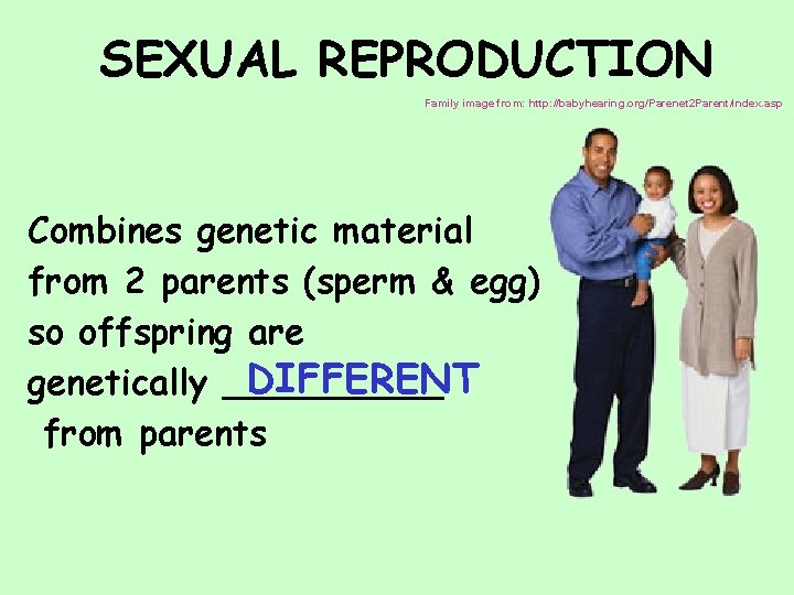 SEXUAL REPRODUCTION Family image from: http: //babyhearing. org/Parenet 2 Parent/index. asp Combines genetic material