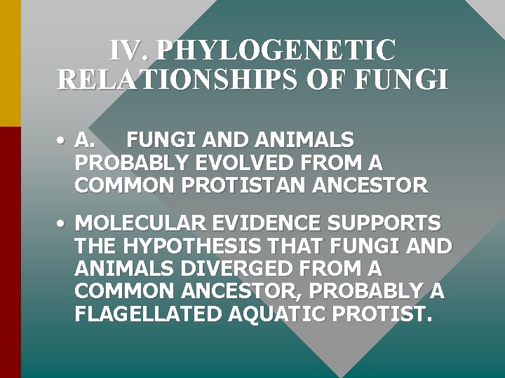 IV. PHYLOGENETIC RELATIONSHIPS OF FUNGI • A. FUNGI AND ANIMALS PROBABLY EVOLVED FROM A