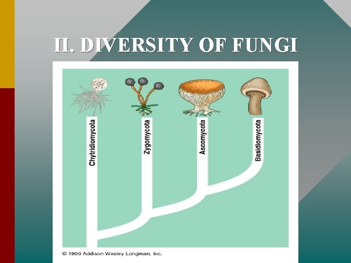 II. DIVERSITY OF FUNGI 