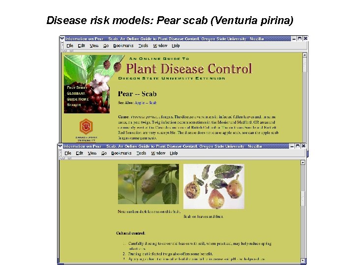 Disease risk models: Pear scab (Venturia pirina) 