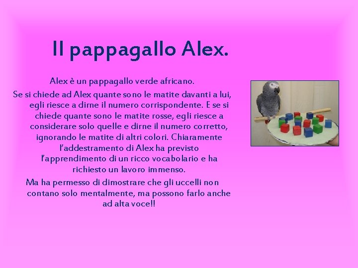 Il pappagallo Alex è un pappagallo verde africano. Se si chiede ad Alex quante