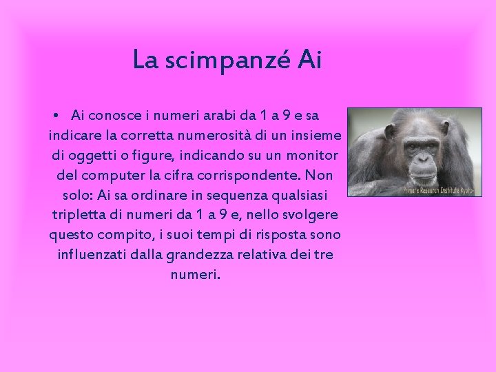 La scimpanzé Ai • Ai conosce i numeri arabi da 1 a 9 e