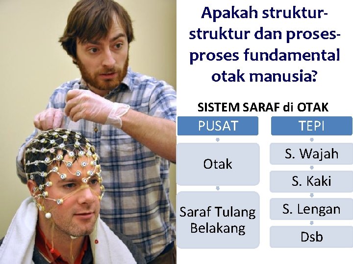 Apakah struktur dan proses fundamental otak manusia? SISTEM SARAF di OTAK PUSAT Otak Saraf Apakah struktur dan proses fundamental otak manusia? SISTEM SARAF di OTAK PUSAT Otak Saraf
