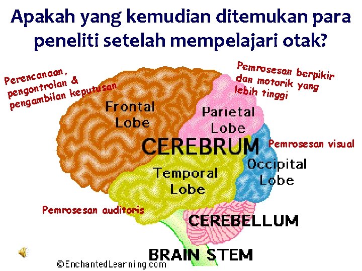 Apakah yang kemudian ditemukan para peneliti setelah mempelajari otak? an, a n a c