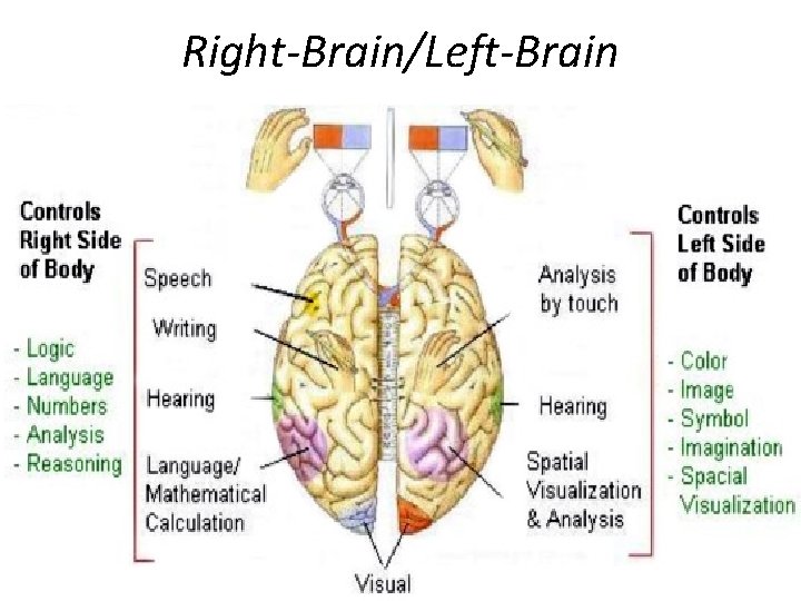 Right-Brain/Left-Brain 