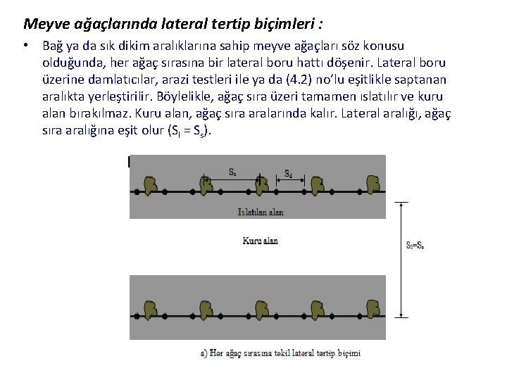 Meyve ağaçlarında lateral tertip biçimleri : • Bağ ya da sık dikim aralıklarına sahip