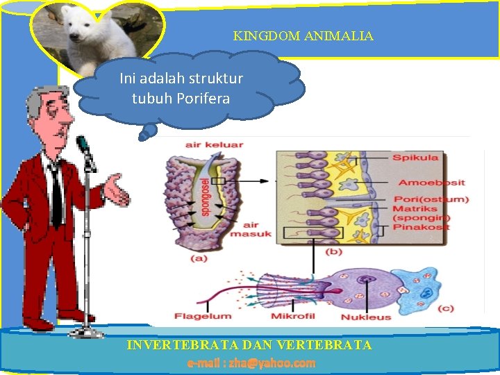 KINGDOM ANIMALIA Ini adalah struktur tubuh Porifera INVERTEBRATA DAN VERTEBRATA e-mail : zha@yahoo. com