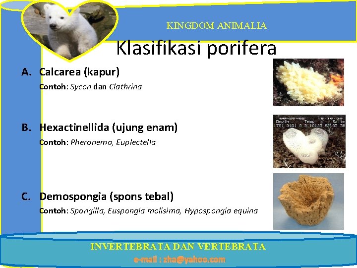 KINGDOM ANIMALIA Klasifikasi porifera A. Calcarea (kapur) Contoh: Sycon dan Clathrina B. Hexactinellida (ujung