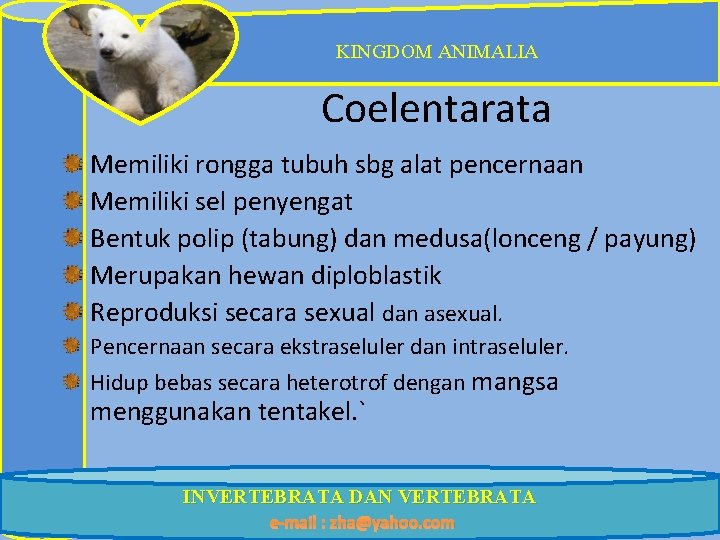 KINGDOM ANIMALIA Coelentarata Memiliki rongga tubuh sbg alat pencernaan Memiliki sel penyengat Bentuk polip