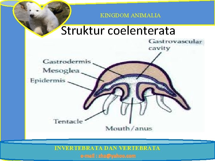 KINGDOM ANIMALIA Struktur coelenterata INVERTEBRATA DAN VERTEBRATA e-mail : zha@yahoo. com 