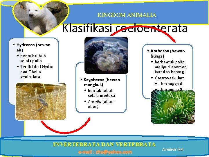 KINGDOM ANIMALIA Klasifikasi coeloenterata • Hydrozoa (hewan air) • bentuk tubuh selalu polip •