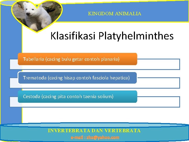 KINGDOM ANIMALIA Klasifikasi Platyhelminthes Tubellaria (cacing bulu getar contoh planaria) Trematoda (cacing hisap contoh