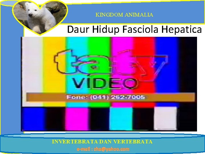 KINGDOM ANIMALIA Daur Hidup Fasciola Hepatica INVERTEBRATA DAN VERTEBRATA e-mail : zha@yahoo. com 