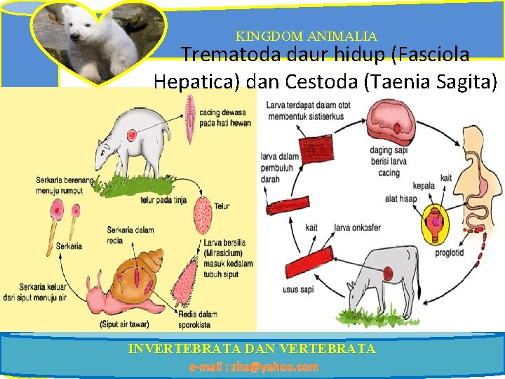 KINGDOM ANIMALIA Trematoda daur hidup (Fasciola Hepatica) dan Cestoda (Taenia Sagita) INVERTEBRATA DAN VERTEBRATA