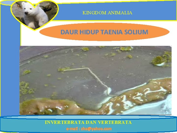 KINGDOM ANIMALIA DAUR HIDUP TAENIA SOLIUM INVERTEBRATA DAN VERTEBRATA e-mail : zha@yahoo. com 