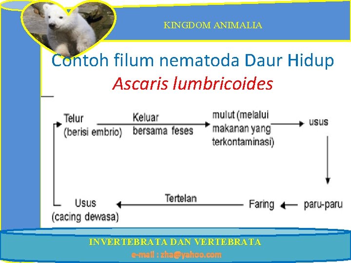 KINGDOM ANIMALIA Contoh filum nematoda Daur Hidup Ascaris lumbricoides INVERTEBRATA DAN VERTEBRATA e-mail :