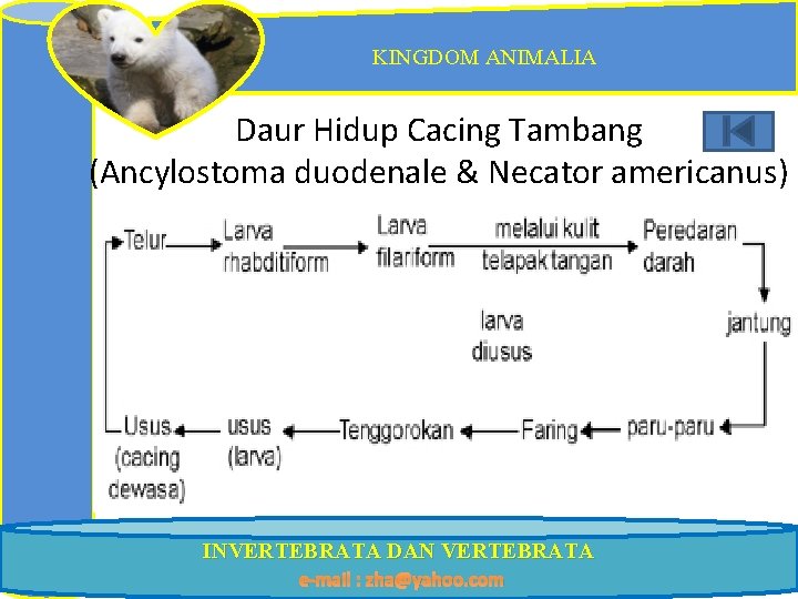 KINGDOM ANIMALIA Daur Hidup Cacing Tambang (Ancylostoma duodenale & Necator americanus) INVERTEBRATA DAN VERTEBRATA